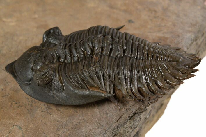 Beautiful Metacanthina Trilobite With Zlichovaspis Head #339953